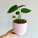 Potted Plant