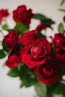 Jewel Fresh Cut Flowers en Masse