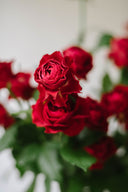 Jewel Fresh Cut Flowers en Masse