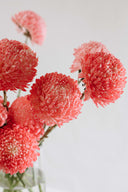 Bright Fresh Cut Flowers en Masse