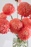 Bright Fresh Cut Flowers en Masse