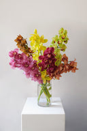 Cymbidium Orchids en Masse