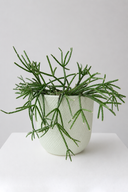 Potted Plant