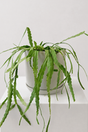 Potted Plant