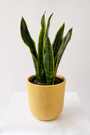 Potted Plant
